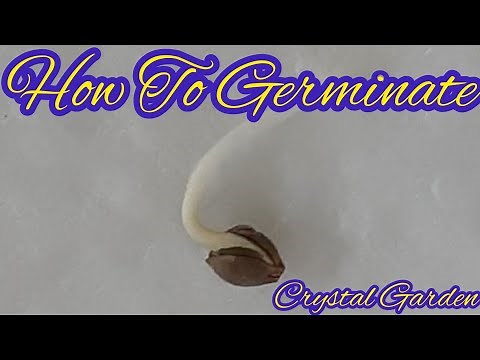 HOW TO GERMINATE MARIJUANA SEEDS , CROP KING SEEDS AUTOFLOWER, MARS HYDRO TS600