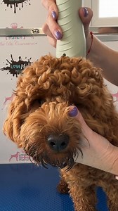 🚨 DO NOT SCARE PUPPIES! 🚨Those first grooms set the tone for life ✨🐾 👉 Groomers: Train in behaviour and offer gentle intro programmes. Don’t dive straight into a full bath & dry! Keep first visits short (even 15 mins), let pups sniff the tools, and build comfort slowly. 🐶✂️ 👉 Owners: Book your baby floofs in as soon as 2nd vaccinations are done. Make grooming a normal routine, not a once-a-year scary ordeal. 💜🎥 Full puppy introduction videos are on my seminar site (link in comments & bio