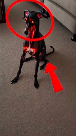Ranking Dogs in Cosplay Costumes 🤖🐾 | Akatsuki, Rengoku & Gundam Edition! #funny #petsrule #pets