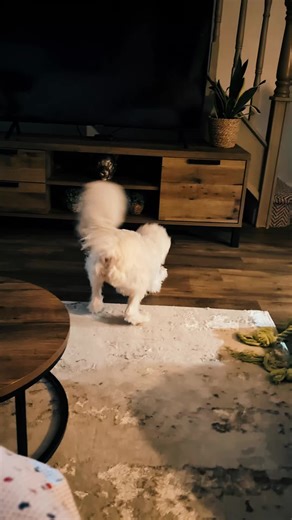 Clever Cockapoo Tricks: Daily Love and Joy