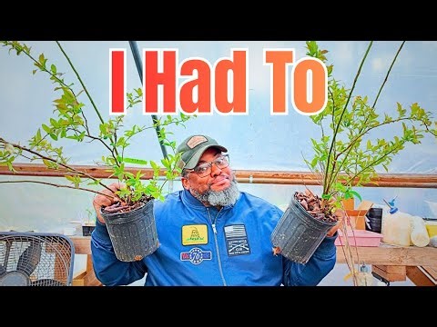 Coop Build Update and Ison's Nursery Haul!