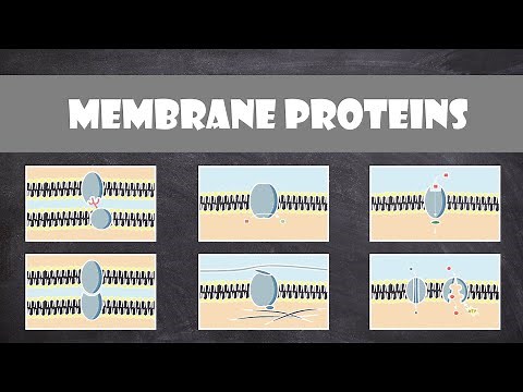 Types of Membrane Proteins | Cell Biology