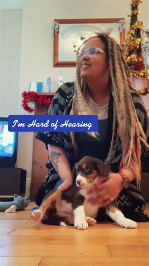 Scout's Training Progress! #BSL #newpuppy #sprollie #puppiesoftiktok #viral #hardofhearing #SSE #dogtraining #signlanguage