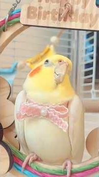Happy Bday cutie! Love you lots 😘✨🐥❤️ #cockatielscraze