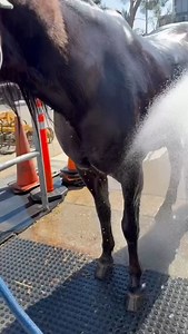3.3K views · 230 reactions | Showered up and ready for LAPD patrol.  @lapd_horses | LAPD Headquarters | Facebook
