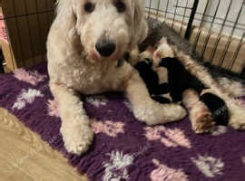 Old English Sheepdog pups 1 boy 1 girl left - £1,500