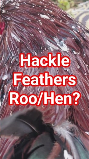 Rooster vs Hen Hackle Feathers - Speckled Sussex Rooster vs Hen #Shorts