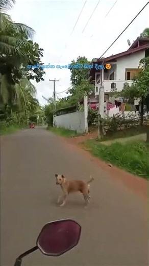 ආයෙත් එන්නම් පැට්ටෝ,බත් අරං 😪😌 #natureandniko #subscribe #kindness #naturelover #streetdog #love 🌹❤️