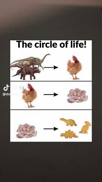 From Dinosaurs to Chickens: The Circle of Life Evolution Story