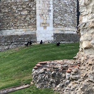 It is my pleasure to present to you the Tower of London’s very own raven choir, with their rendition of Rock around the Raven 😂 | Ravenmaster