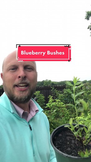How to grow blueberry bushes #blueberry #gardening #growyourownfood #fruit #berries #containergarden #soil #gardentips