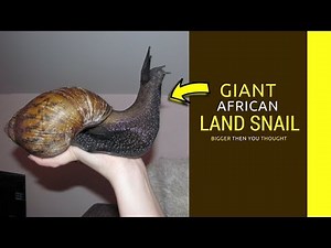 Giant african land snail facts Amazing information will shock your mind