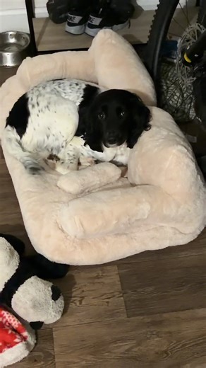 product review with Dan (@products_with_dan)’s videos with original sound - product review with Dan