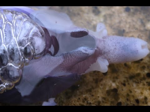 Violet sea snail (janthina janthina) out of its shell, with goose barnacles