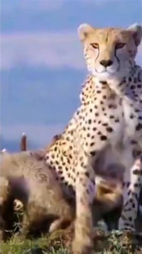 Heart-Stopping Moment! Tribe Saves Zebras from Deadly Leopard Attack! 🐆➡️🦓