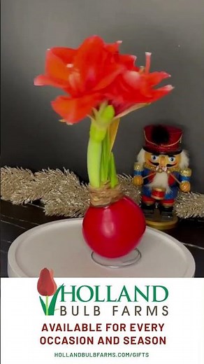 Unboxing Holland Bulb Farms Waxed Amaryllis: Incredible Blooms, No Water Needed, Watch Them Grow!