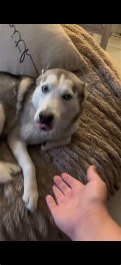 Desrever ( Reversed ) Dog Song