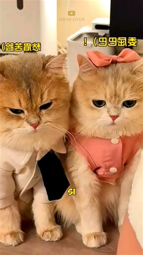 SI PUTU SI PREMAN KASUR! 😼💢 #shorts #kucinglucu #kucing