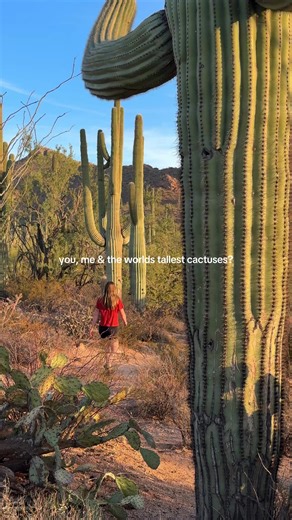 🌵 send this to someone you want to see the world’s tallest cactuses with. Saguaro National Park is home to the iconic saguaro cactus, some growing over 40 feet tall and living for more than 150 years. Seeing thousands of them scattered across the desert with mountains in the background feels unreal and like nowhere else in the U.S. If you’re visiting, don’t miss these spots: 📍Valley View Overlook : perfect for sunrise or sunset 📍Signal Hill Petroglyphs : short walk with views history 📍Hugh N