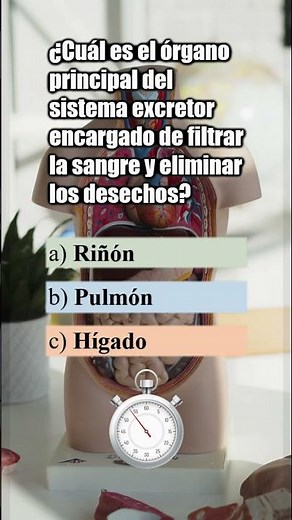 🚰 Órgano del sistema excretor