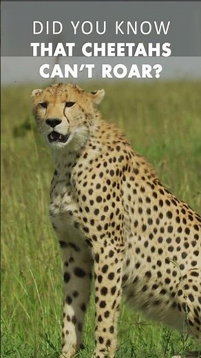 The Fact of Cheetah Roar! 🐆😱