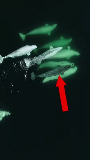 Narwhals and Beluga Whales: Unlikely Ocean Companions