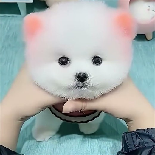 The "Beat-Sync King" is here. #pets #cute #funny #animals