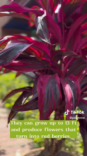 PlantVine on TikTok