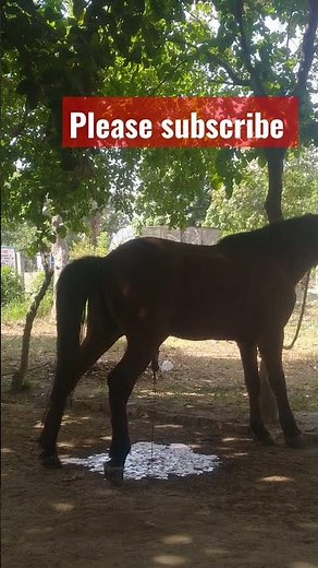 HORSE URINATING! LIVING CREATURES