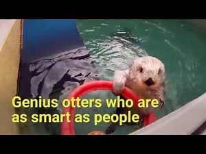 Genius otters who are as smart as people
