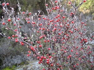 Corokia cotoneaster