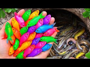 Catch rare and colorful aquarium fish in small pond | blue guppies, koi