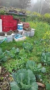 No-till · Annual Intercropping - 100% Soil Fertility Natural Farming - 2~3 times the yield Prepar...