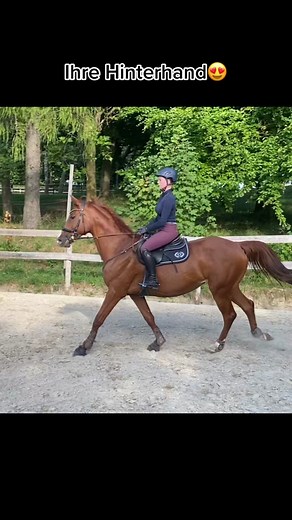 Beste >>> || was machen eure Pferde am liebsten Springen oder Dressur? #equestrian #horse #fyp #viral #horseriding #springpferd #showjumping #showjumpinghorse