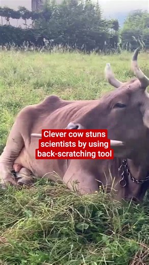 Clever cow stuns scientists by using back-scratching tool