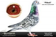Rudy van Reeth, Belgium The king of sprints pigeons ⚡ Jancic Pigeons & Nadir Pigeons breeding loft G.SON LEGEND PITBULL 🌪 Pitbull is : BE 07-6201777 The following titles were won by Pitbull descendants in recent years: 🥇-1. prov. ace pigeon sprint YBs KBDB 2014 🥇-1. prov. ace pigeon sprint YBs KBDB 2015 🥈-2. Nat. ace pigeon sprint YBs KBDB 2015 (Vermeerbergen-Wilms-Mostmans) 🥉-3. Nat. ace pigeon sprint YBs KBDB 2014 (‘Tornado’ – Yves De Wit) 🏅-4. NL Olympiad pigeon 2017 #pigeosport #racing
