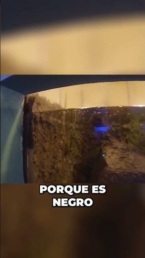 El origen mexicano del AJOLOTE y su importancia en la biodiversidad #argentina #turismo #travel