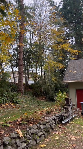 Letting one run on this nasty storm damaged fir tree removal in silverdale Washington. #letitrun | Limb It Less Tree Service LLC