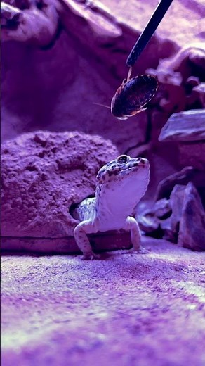 Leopard gecko eating cockroaches (red runner + dubia) slow mo