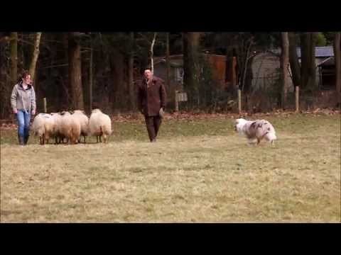 Australian Shepherd first time herding sheep