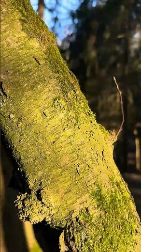 Lagerbau im Wald