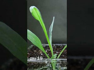 Cornflower seed sprouting time lapse