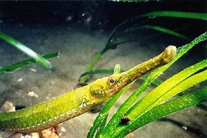 Bay pipefish - Alchetron, The Free Social Encyclopedia