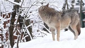 Wolf, Canis lupus, gray wolf in winter forest close slow motion portrait. High quality 4k footage super slow motion 120fps raw footage