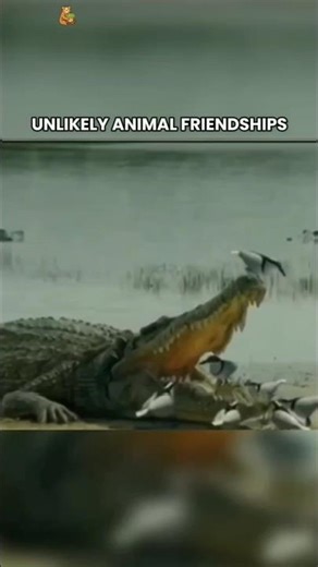 3 Animals With the Most Unusual Friendships