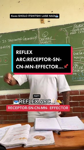 Understanding Reflex Arcs: A Guide for Grade 12 Life Science Students