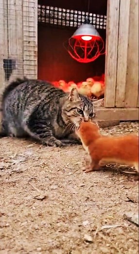 Cat vs Weasel: Real Farm Battle 😱 #shorts #weasel #cat #animal #chicks