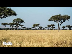 Animal Stampede Sound Effect