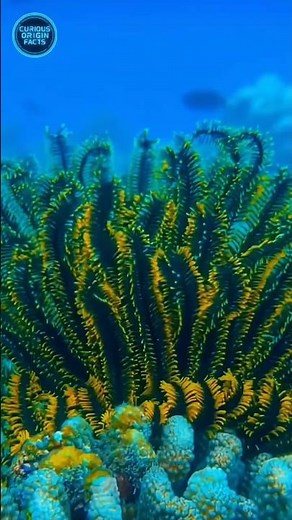 This Alien Flower Can Actually Swim 😳