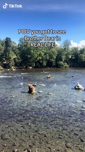 Experience Brother Bear at Katmai National Park